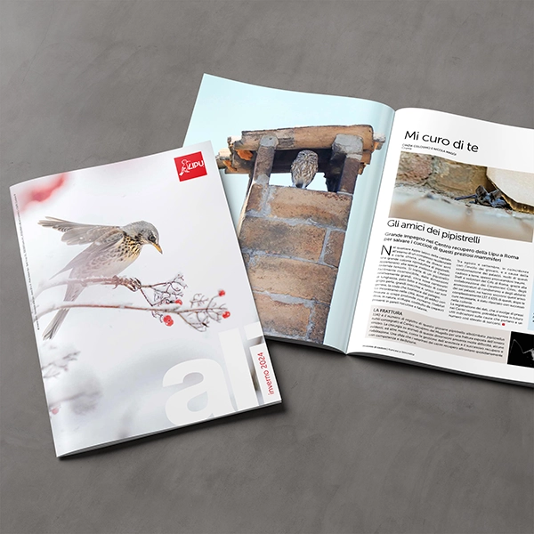 Due riviste su superficie grigia, una chiusa con copertina a forma di uccello, l'altra aperta con foto e testo in italiano.